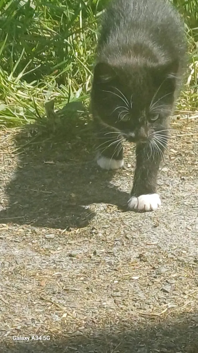 One Kitten for sale - Image 3