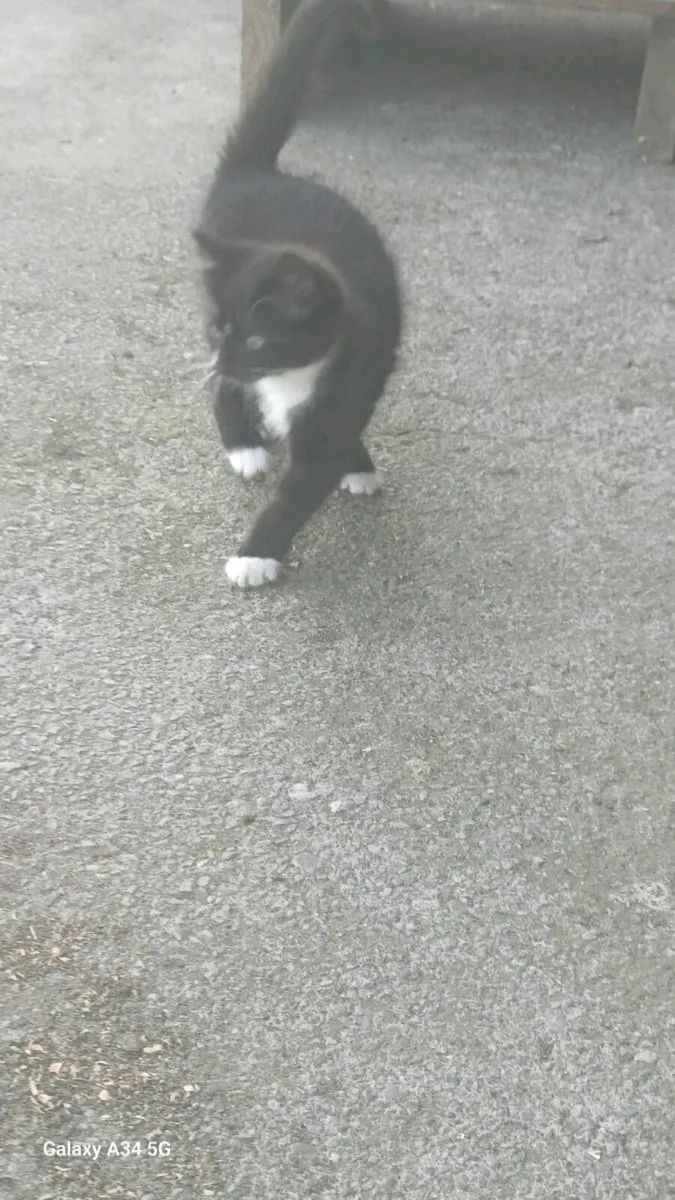 One Kitten for sale - Image 4