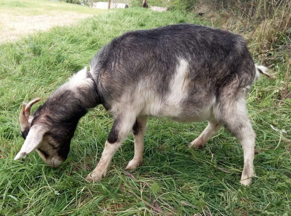 2 year old female Goat & 2 year old Nubian Buck - Image 2