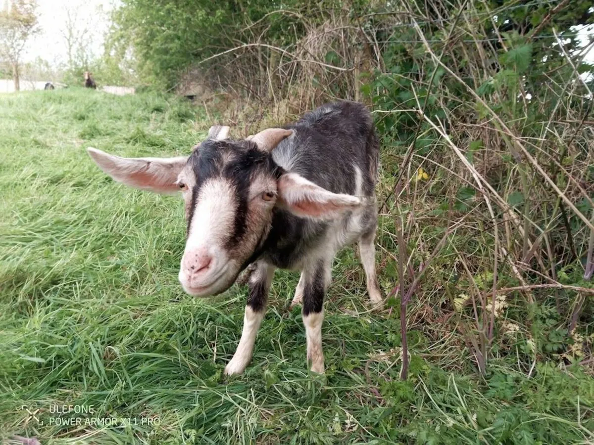 2 year old female Goat & 2 year old Nubian Buck - Image 3