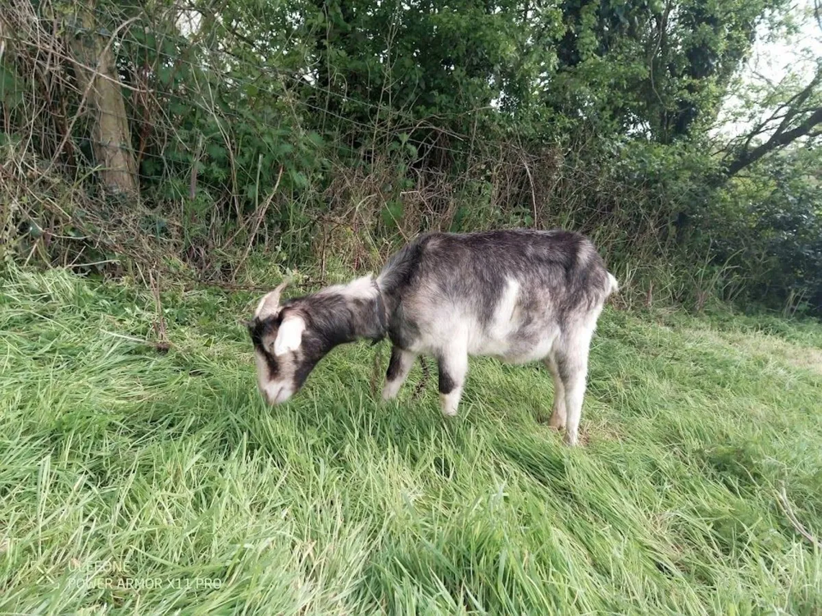 2 year old female Goat & 2 year old Nubian Buck - Image 4