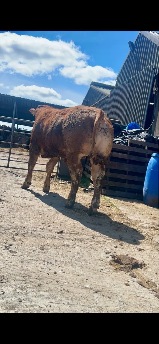 *Large Selection of PBR LIMOUSIN BULLS* - Image 2