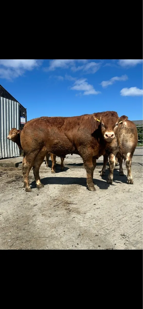 *Large Selection of PBR LIMOUSIN BULLS* - Image 1