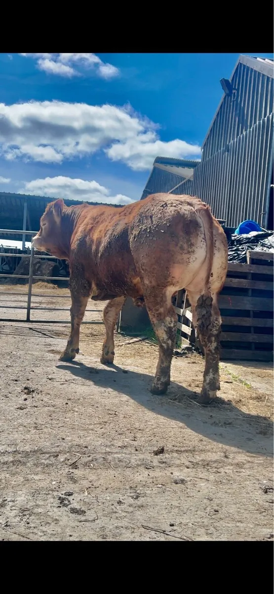 *Large Selection of PBR LIMOUSIN BULLS* - Image 4