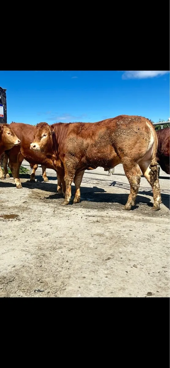 *Large Selection of PBR LIMOUSIN BULLS* - Image 3