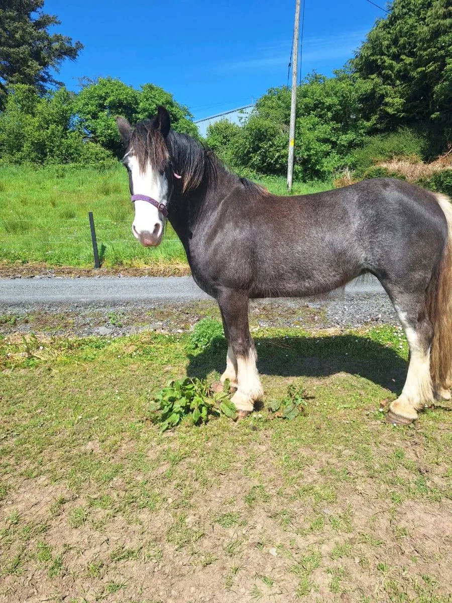 Pony - Image 1