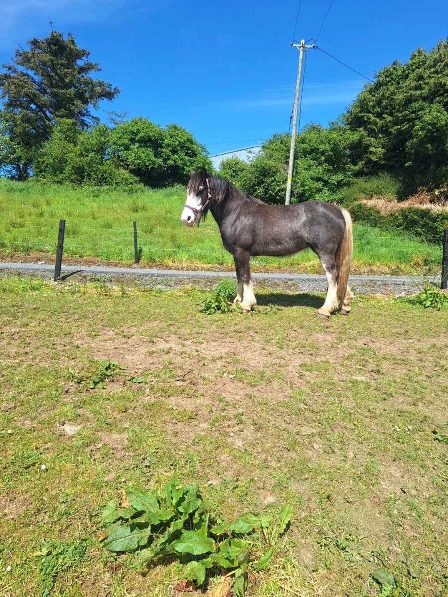 Pony - Image 2