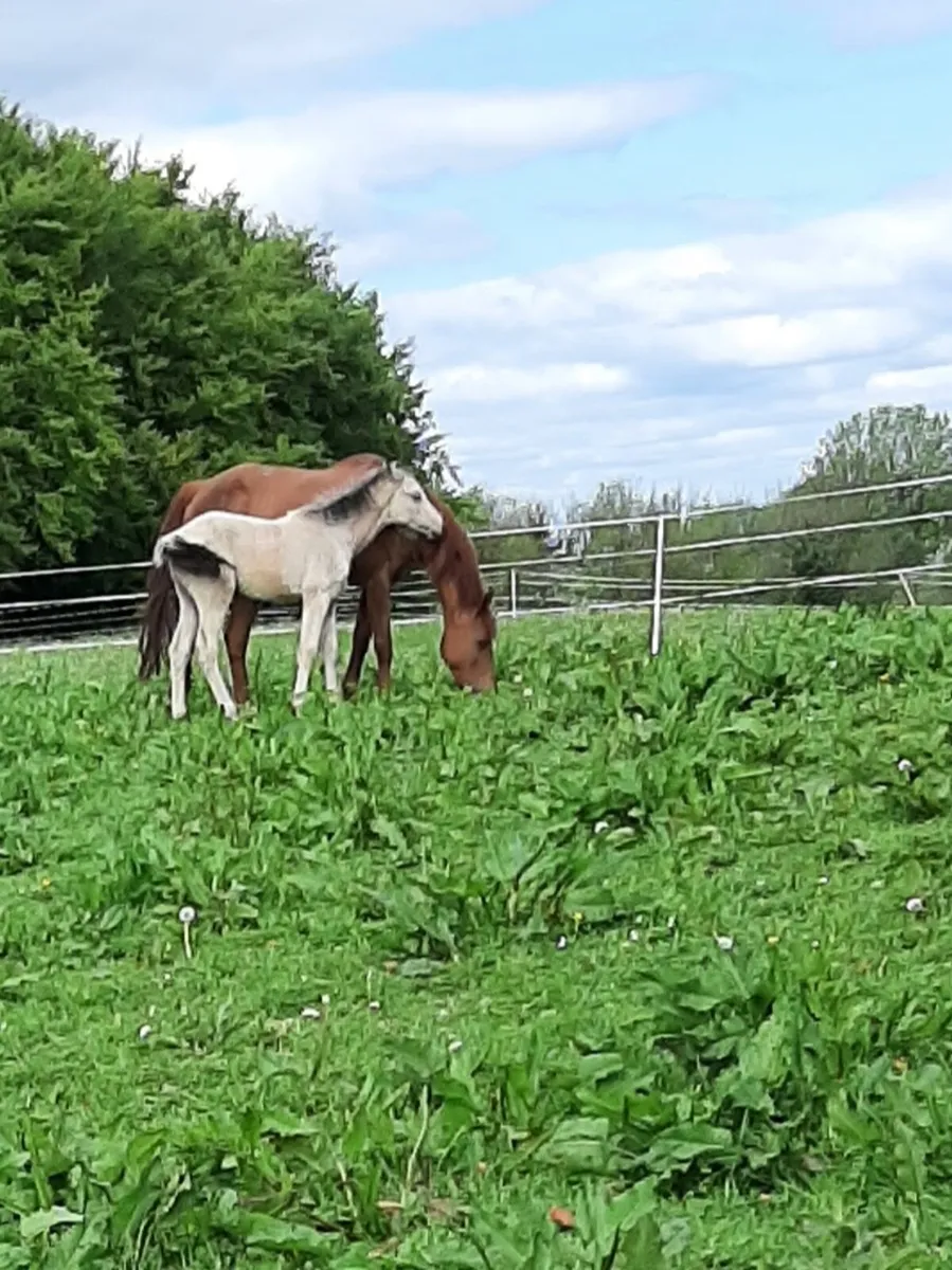 Mare and foel - Image 3