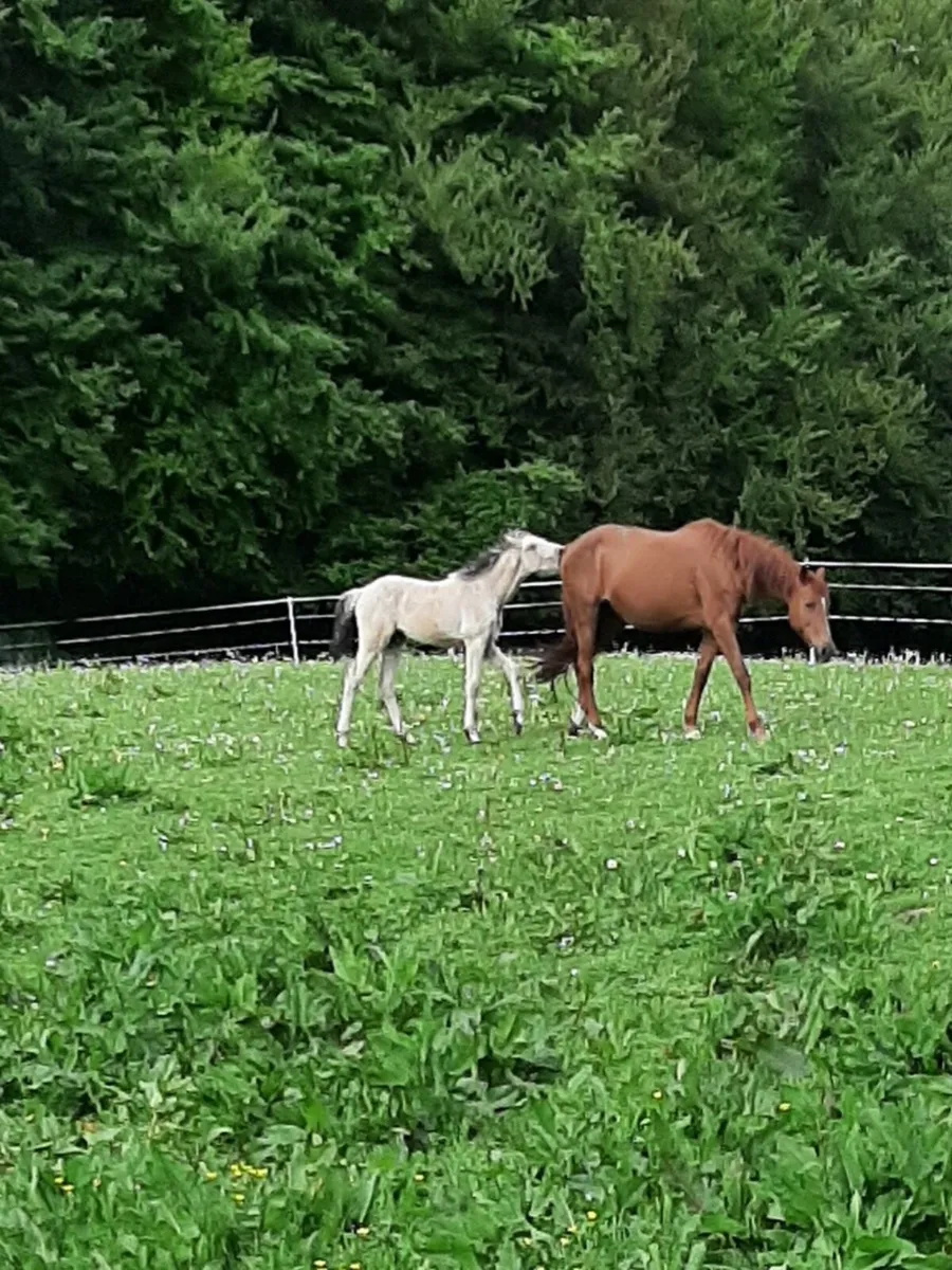Mare and foel - Image 4