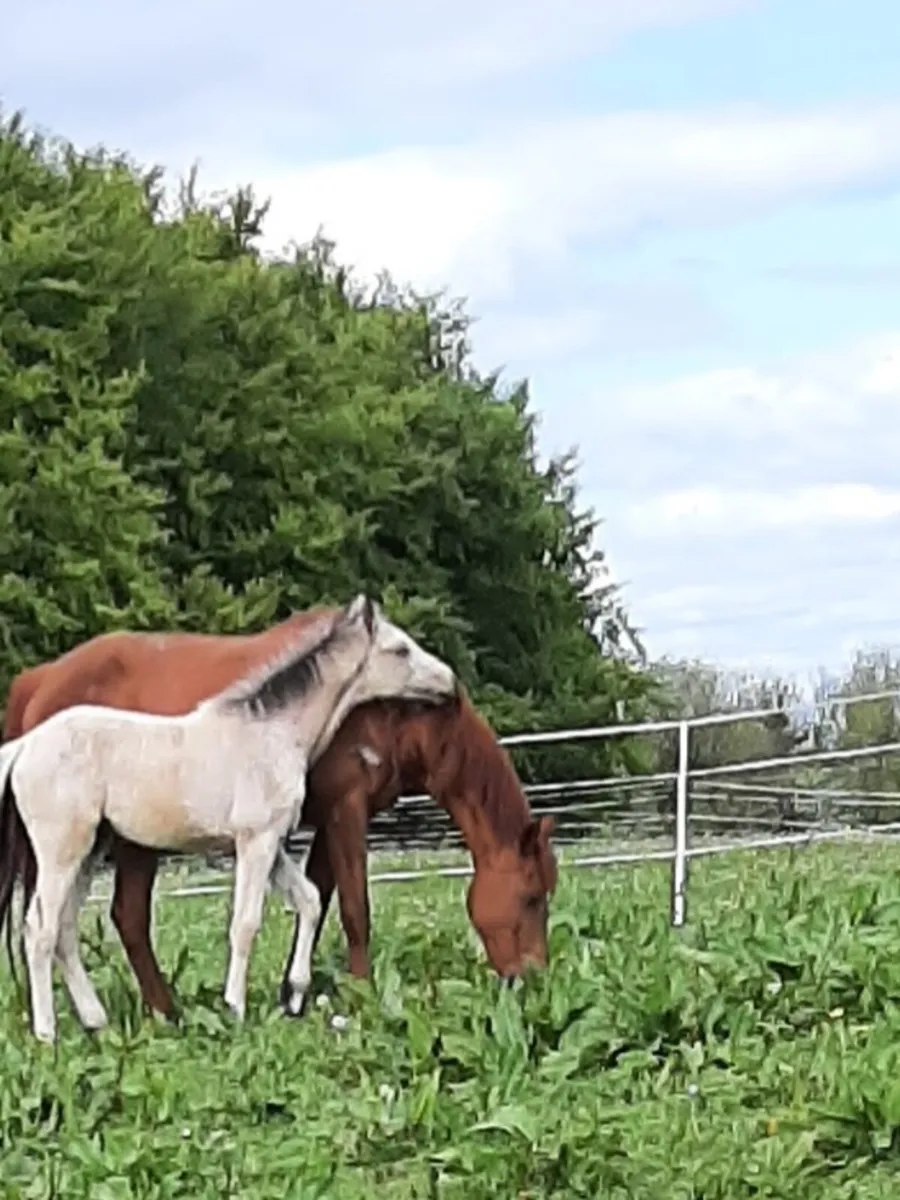 Mare and foel - Image 2