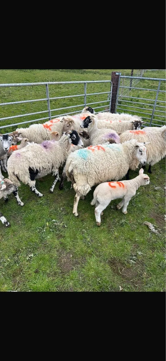 12 lambs 11 ewes - Image 1
