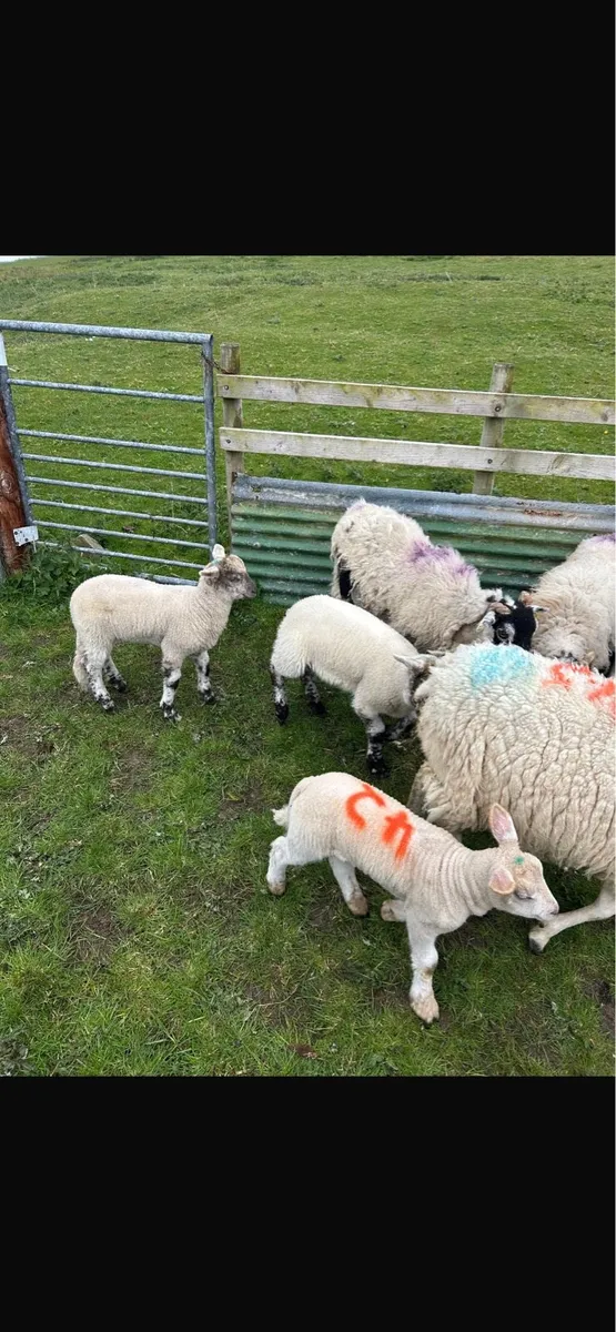 12 lambs 11 ewes - Image 2