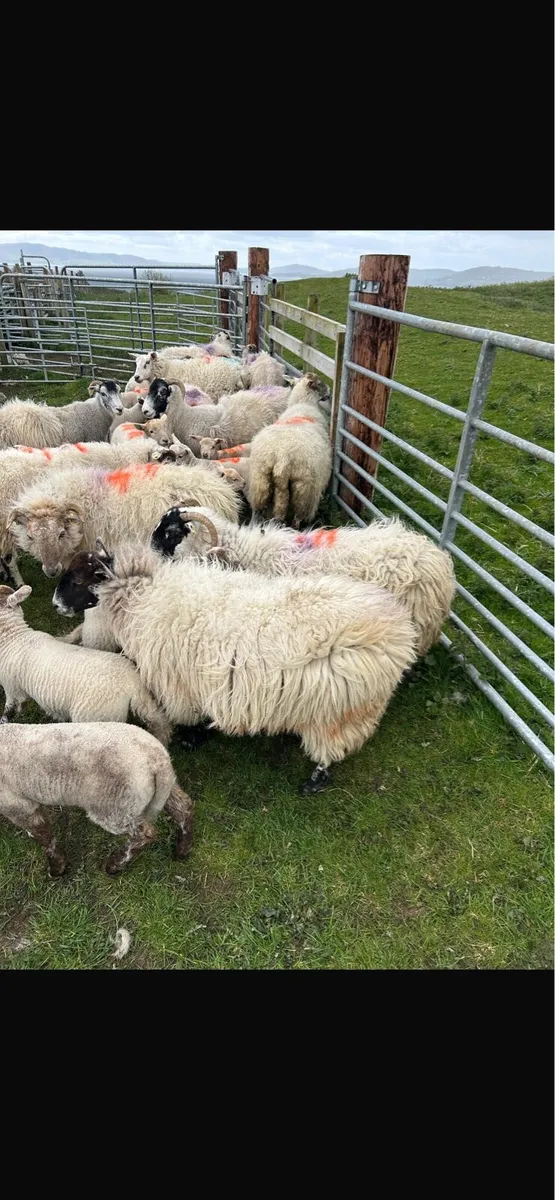 12 lambs 11 ewes - Image 3