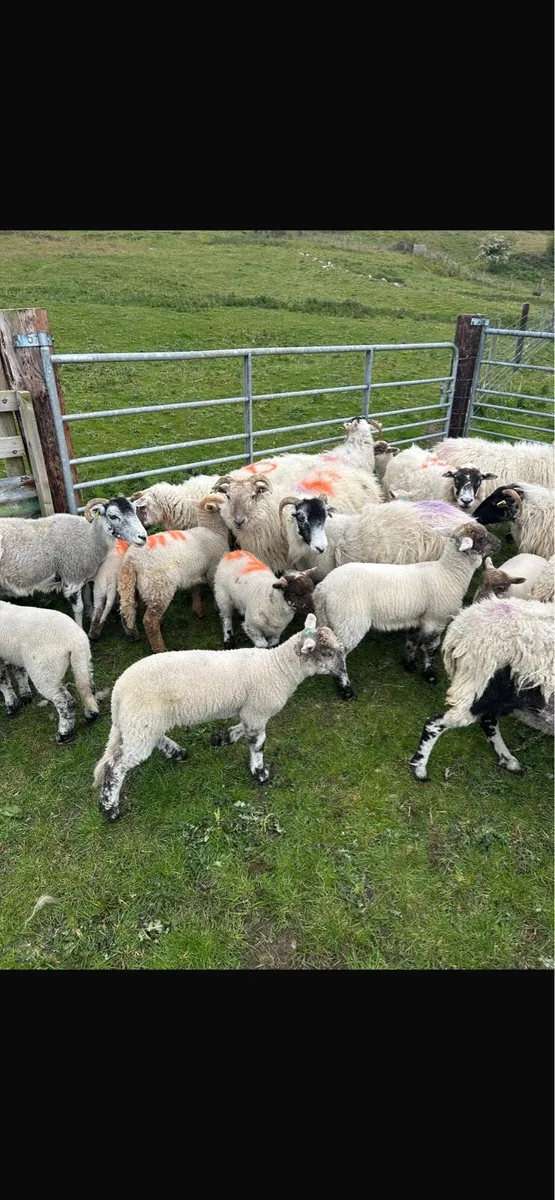 12 lambs 11 ewes - Image 4