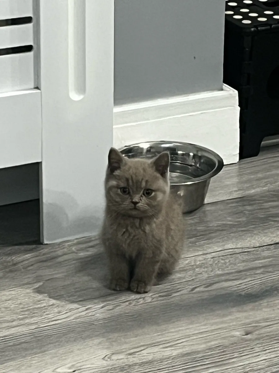 1 kitten left-Pedigree British Shorthair kittens - Image 1