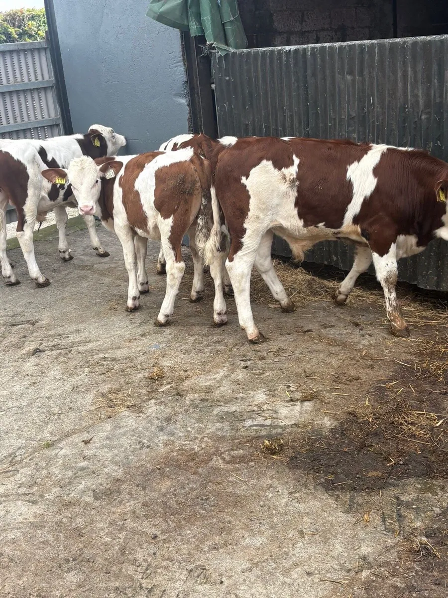 Mont Beliarde Bulls - Image 1