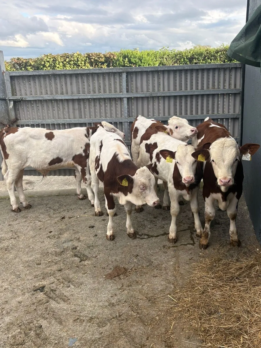 Mont Beliarde Bulls - Image 2