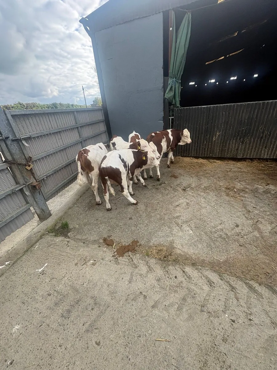 Mont Beliarde Bulls - Image 4