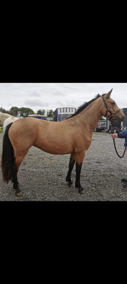 3yr Old Connemara Filly Clifden Sun 17th - Image 2
