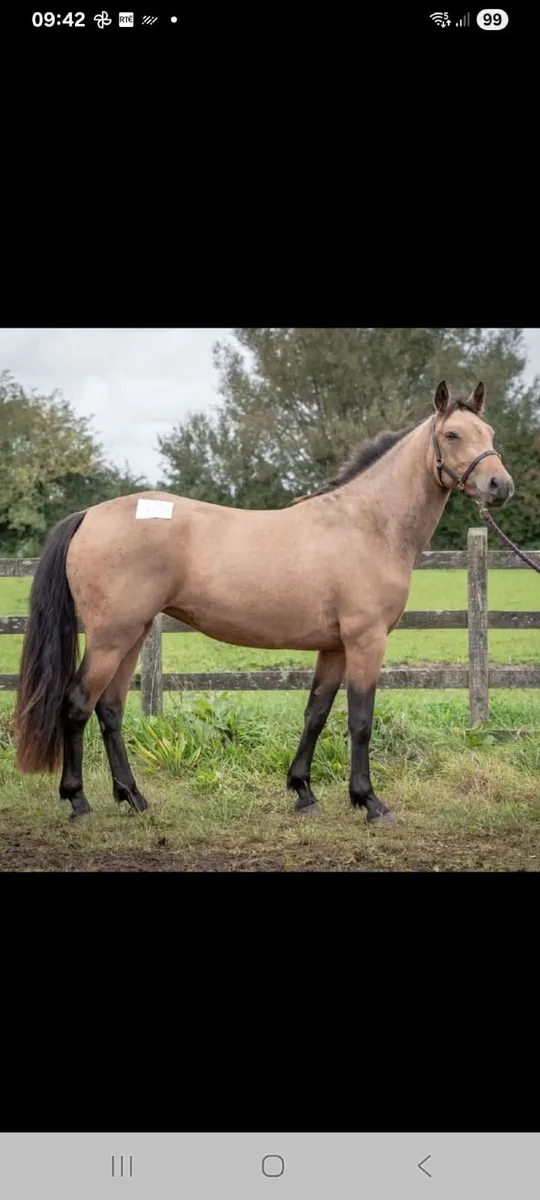 3yr Old Connemara Filly Clifden Sun 17th - Image 1