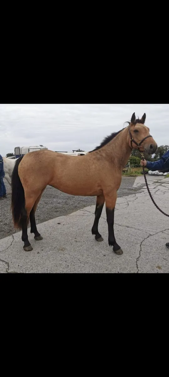 3yr Old Connemara Filly Clifden Sun 17th - Image 3