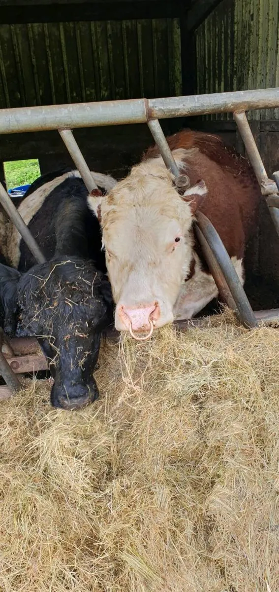 Hereford bull with papers - Image 1
