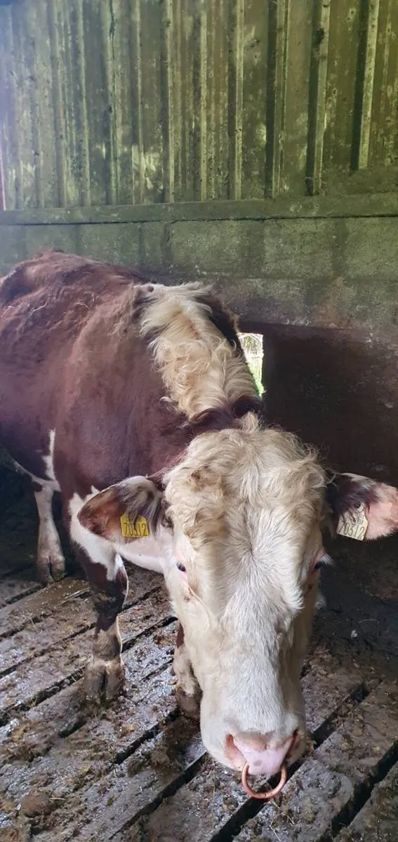 Hereford bull with papers - Image 2