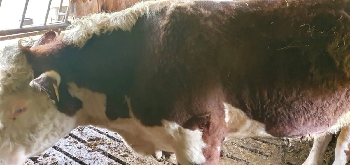 Hereford bull with papers - Image 3