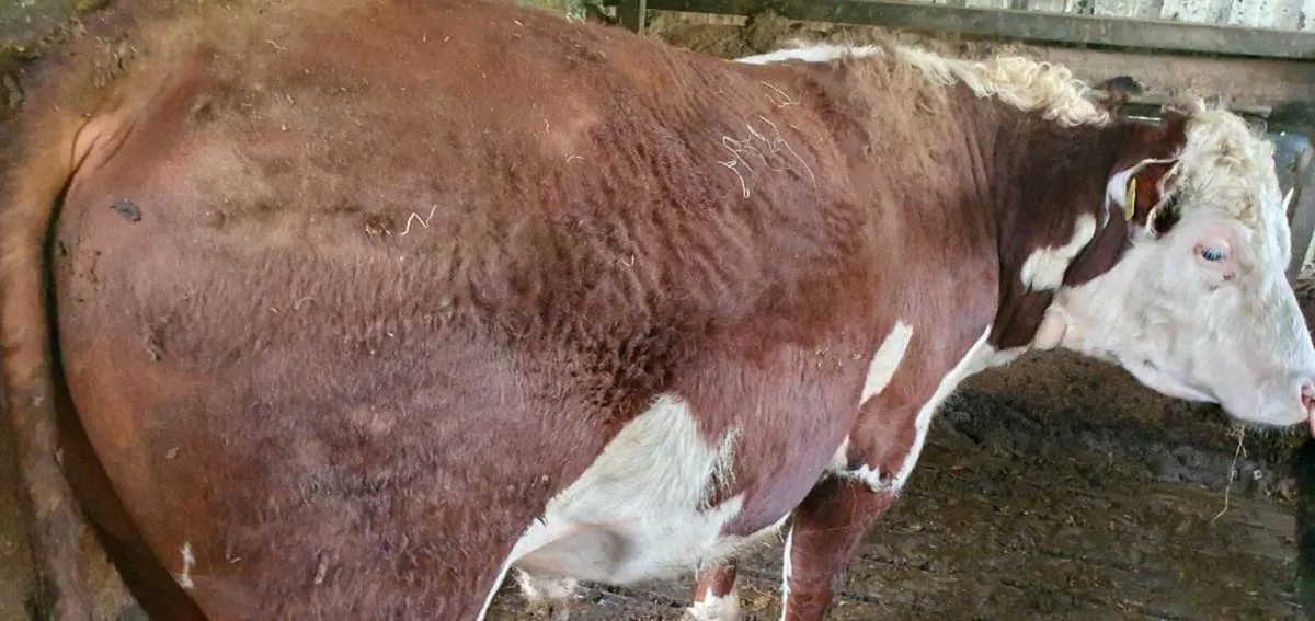 Hereford bull with papers - Image 4