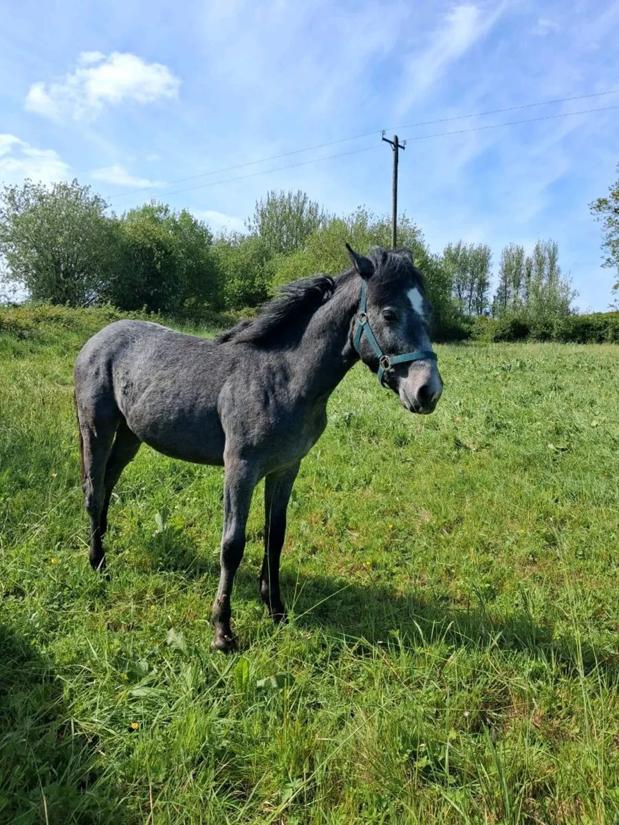 Connemara colts filly - Image 2