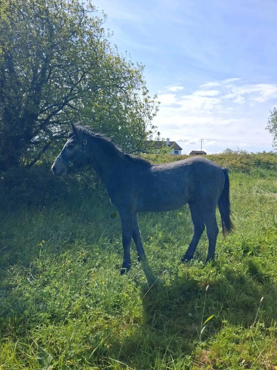 Connemara colts filly - Image 3