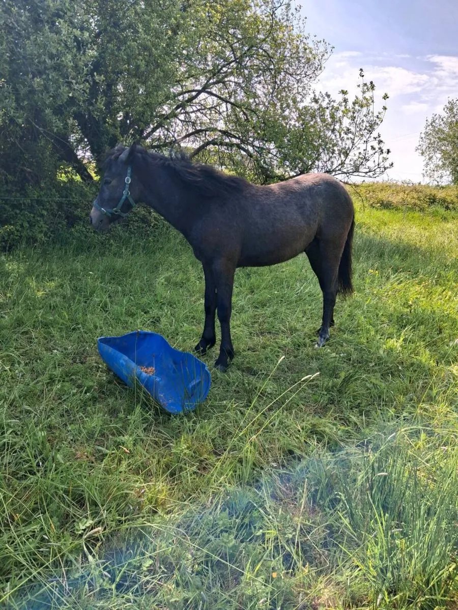Connemara colts filly - Image 1