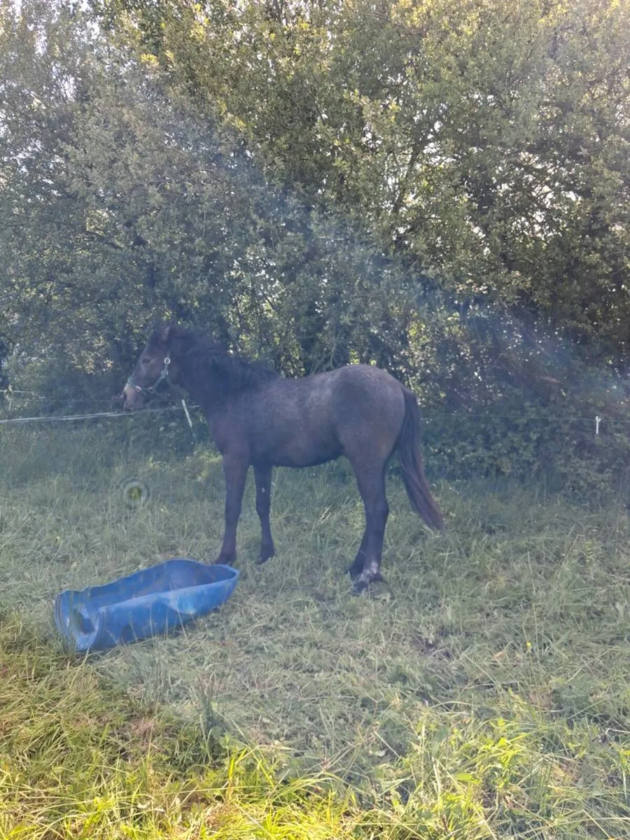 Connemara colts filly - Image 4