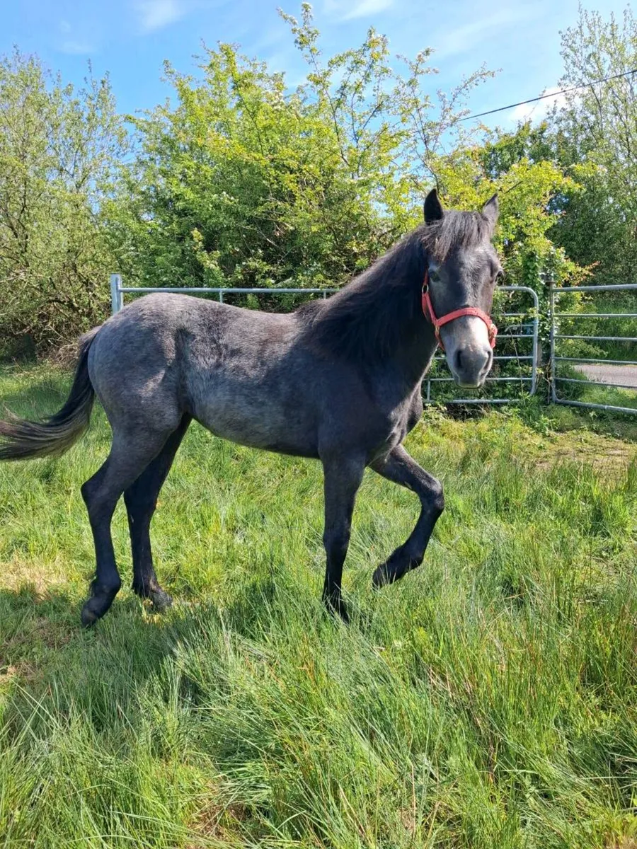 Connemara filly - Image 2