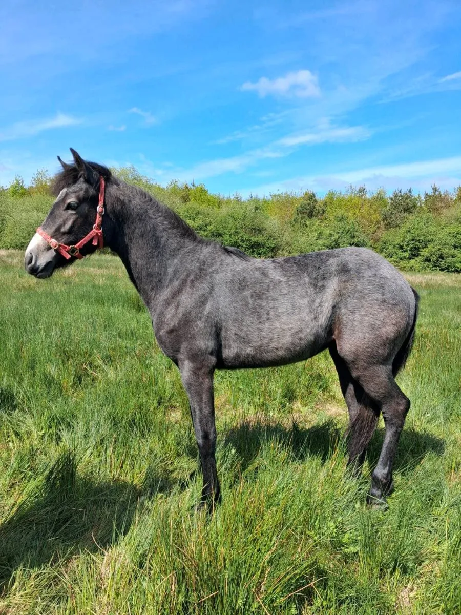 Connemara filly - Image 1