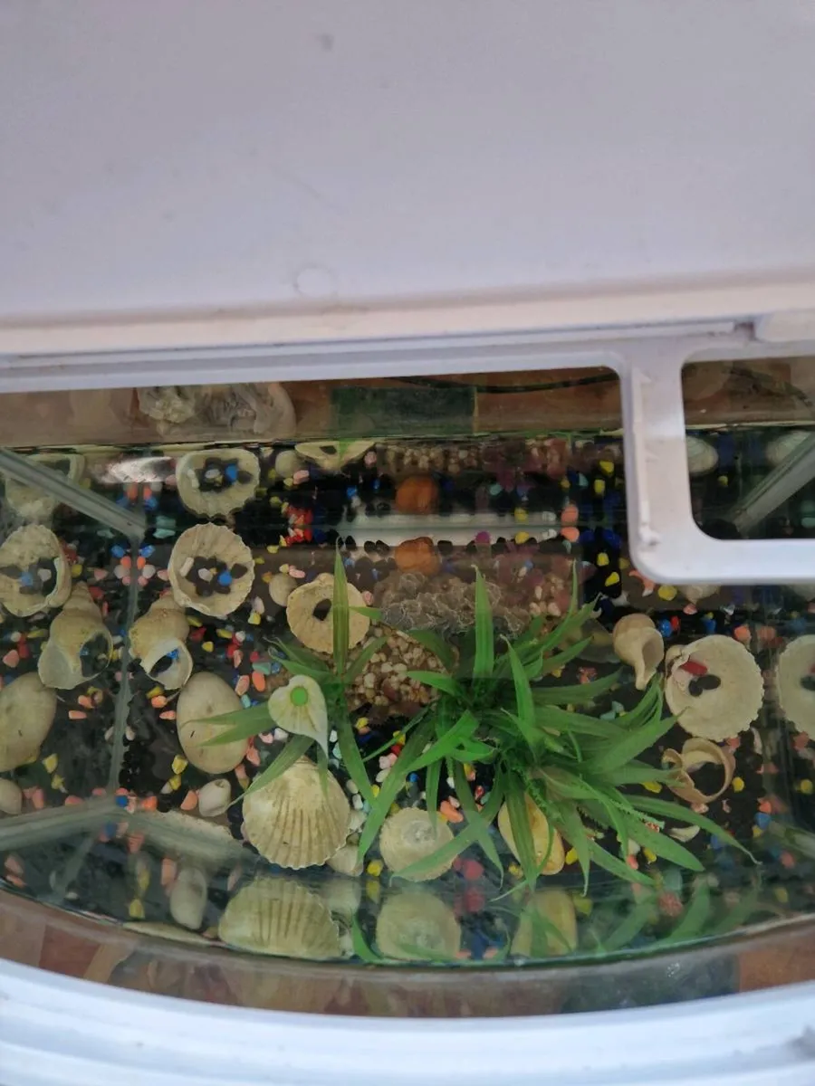 Fish tank - Image 4