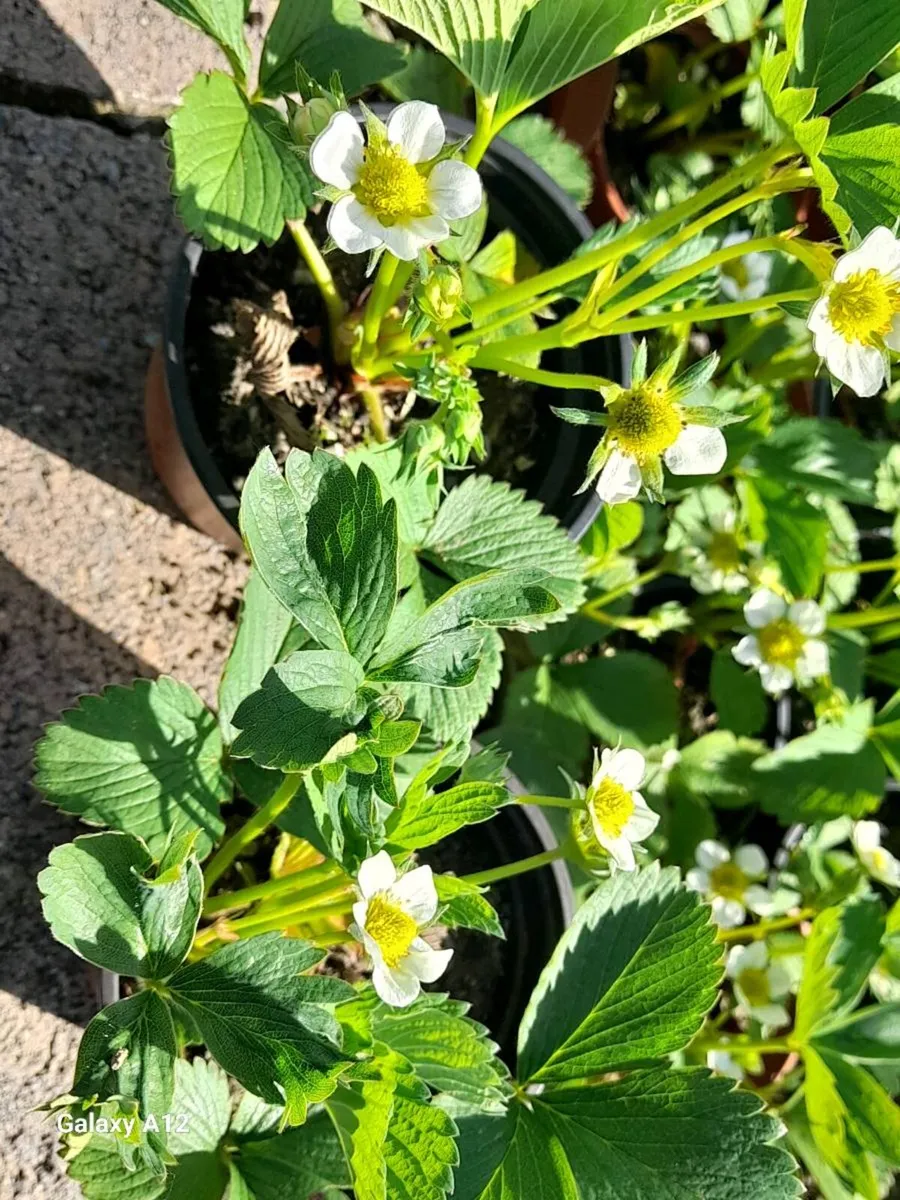 Strawberry Plants - Image 1