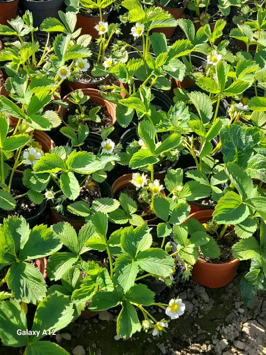 Strawberry Plants - Image 2