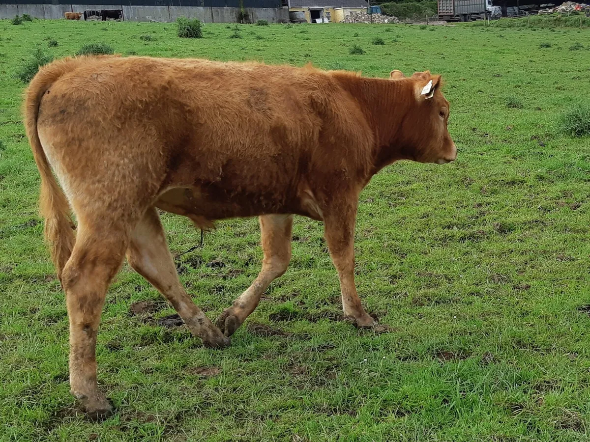 Beef cattle - Image 3