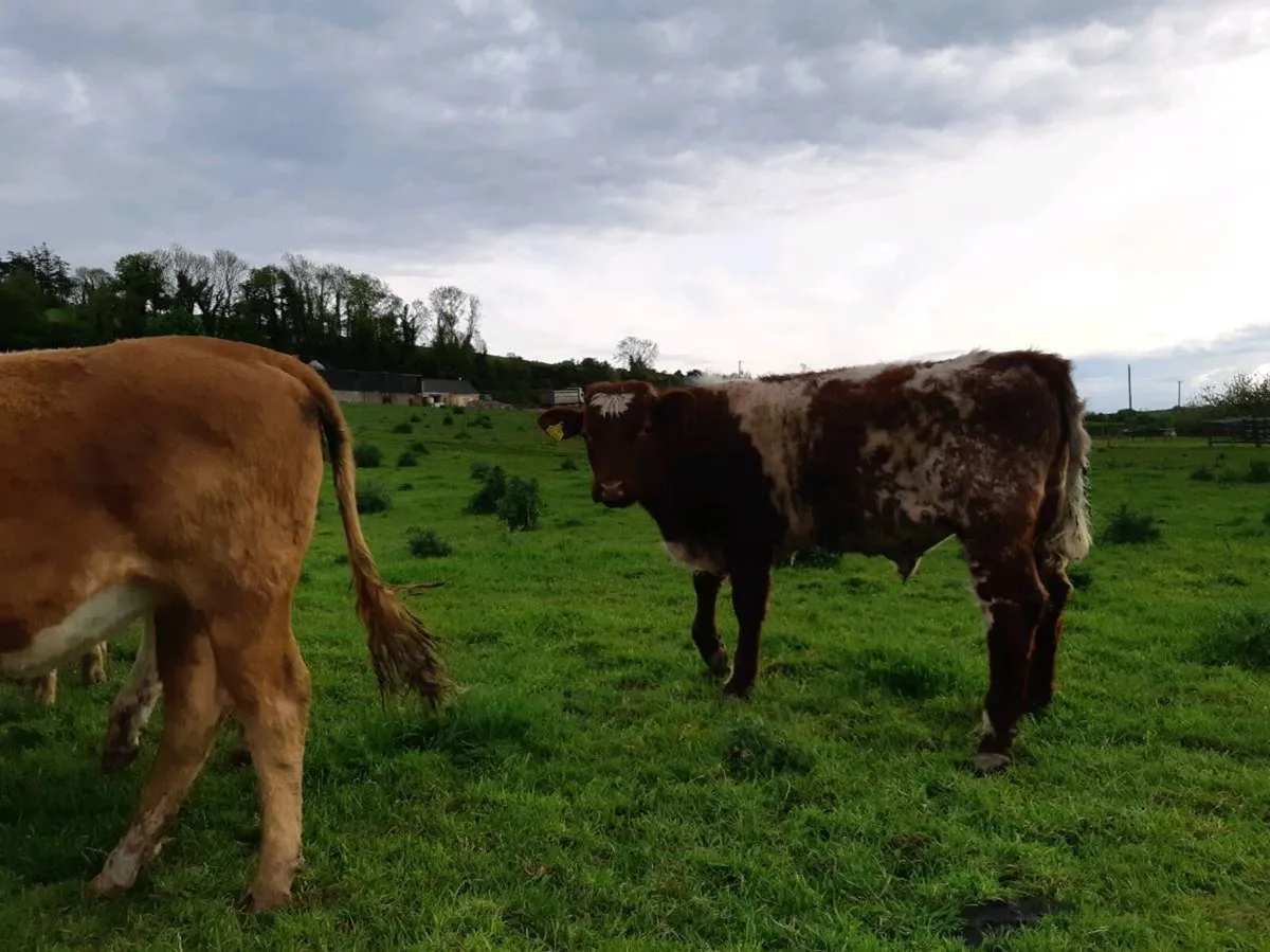 Beef cattle - Image 4