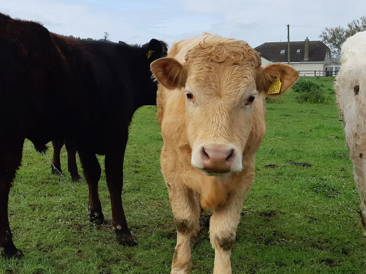 Beef cattle - Image 1