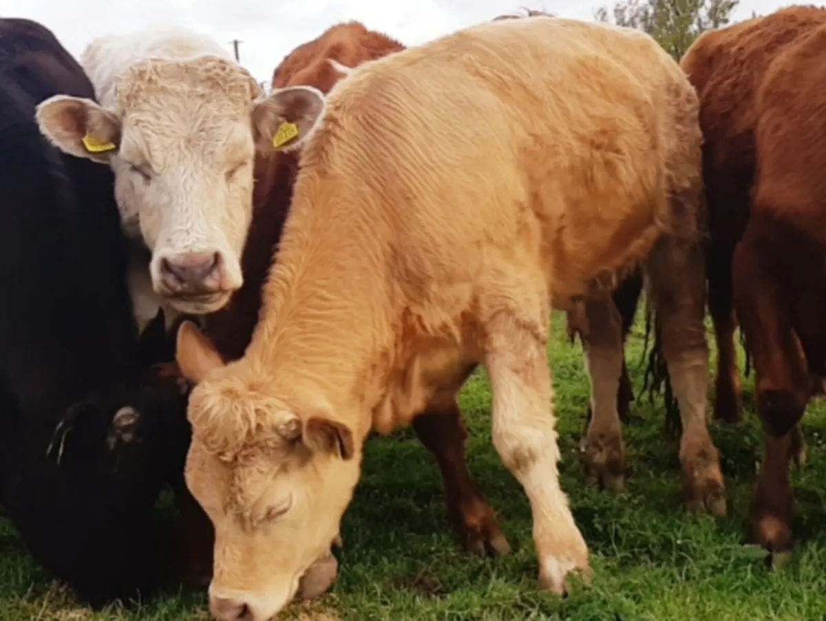 Beef cattle - Image 2