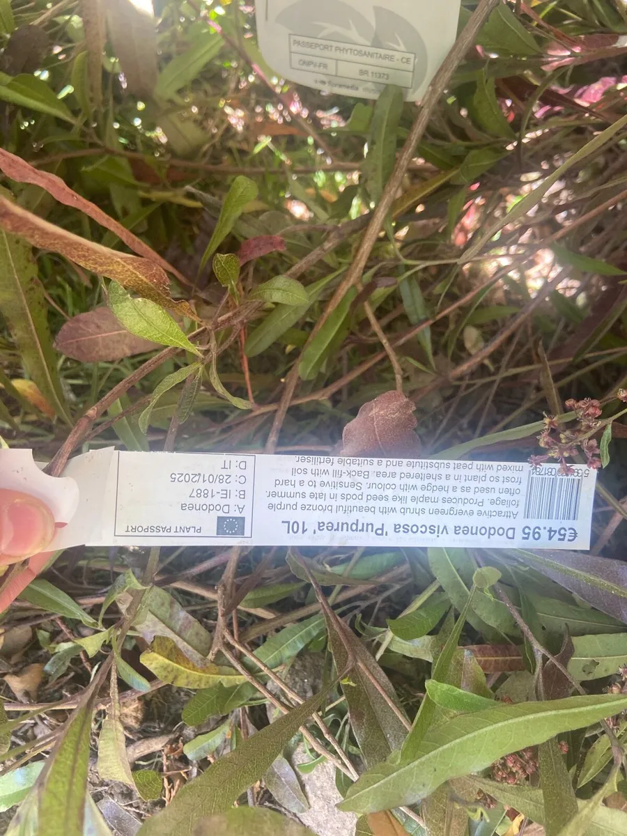 Garden plants - Image 1