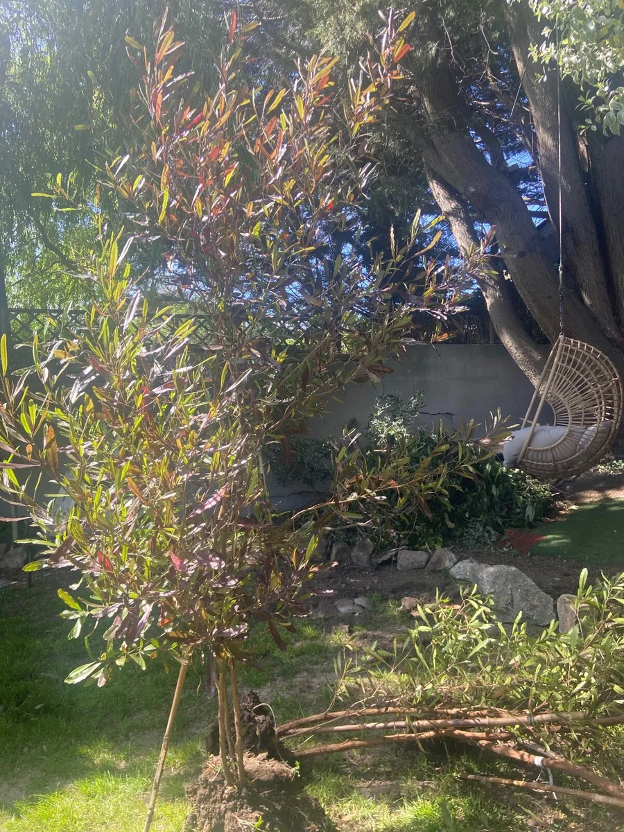 Garden plants - Image 3