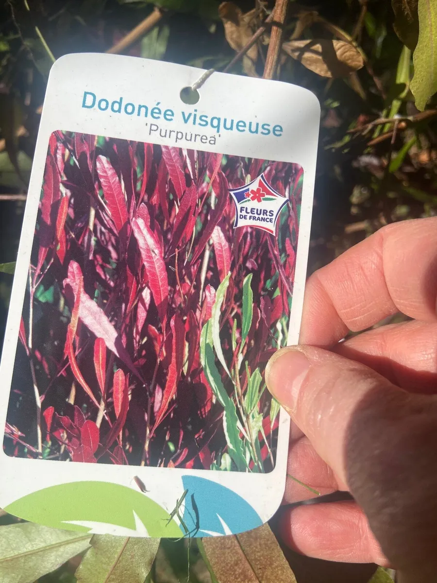 Garden plants - Image 4
