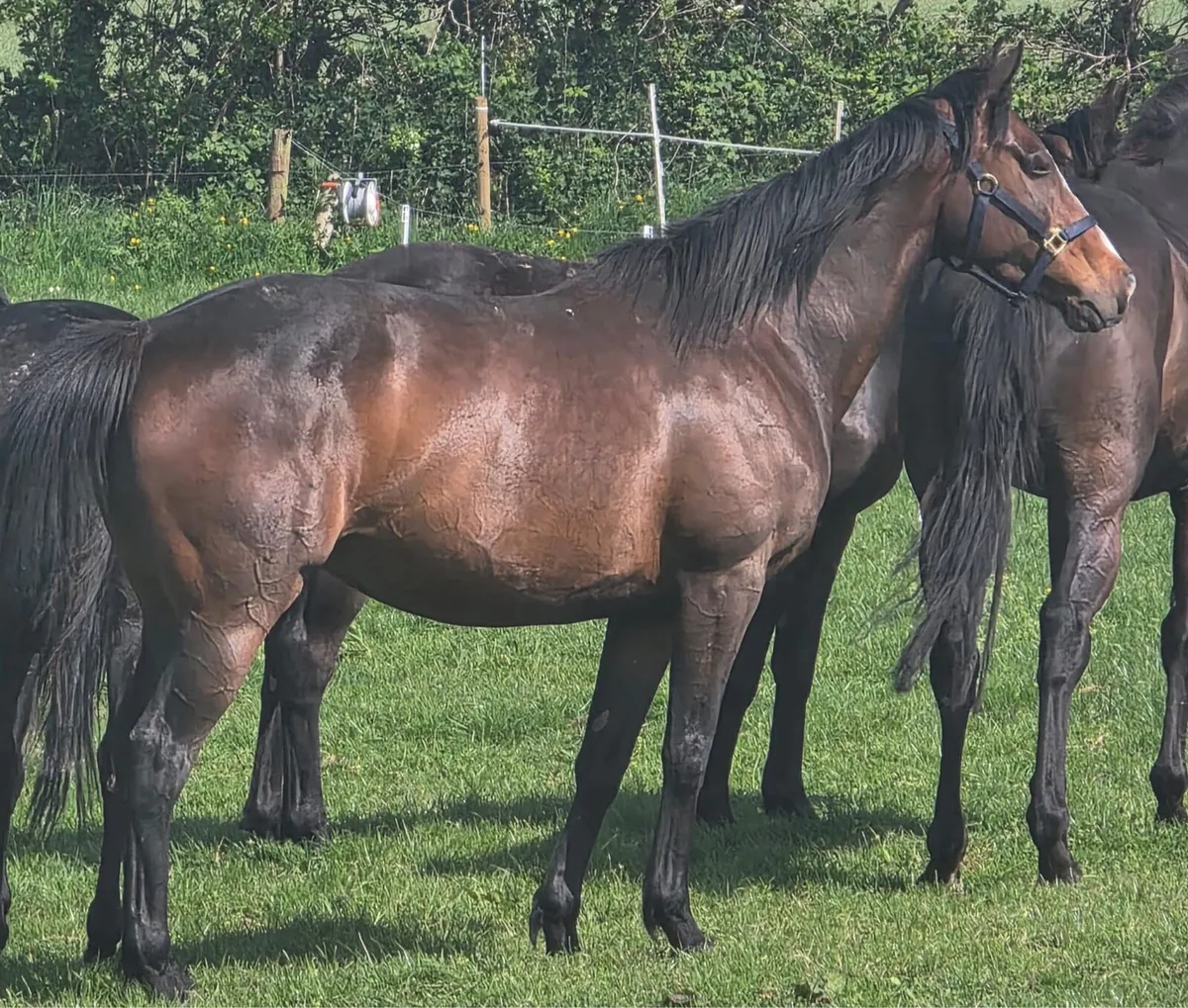 Throughbred mare - Image 1