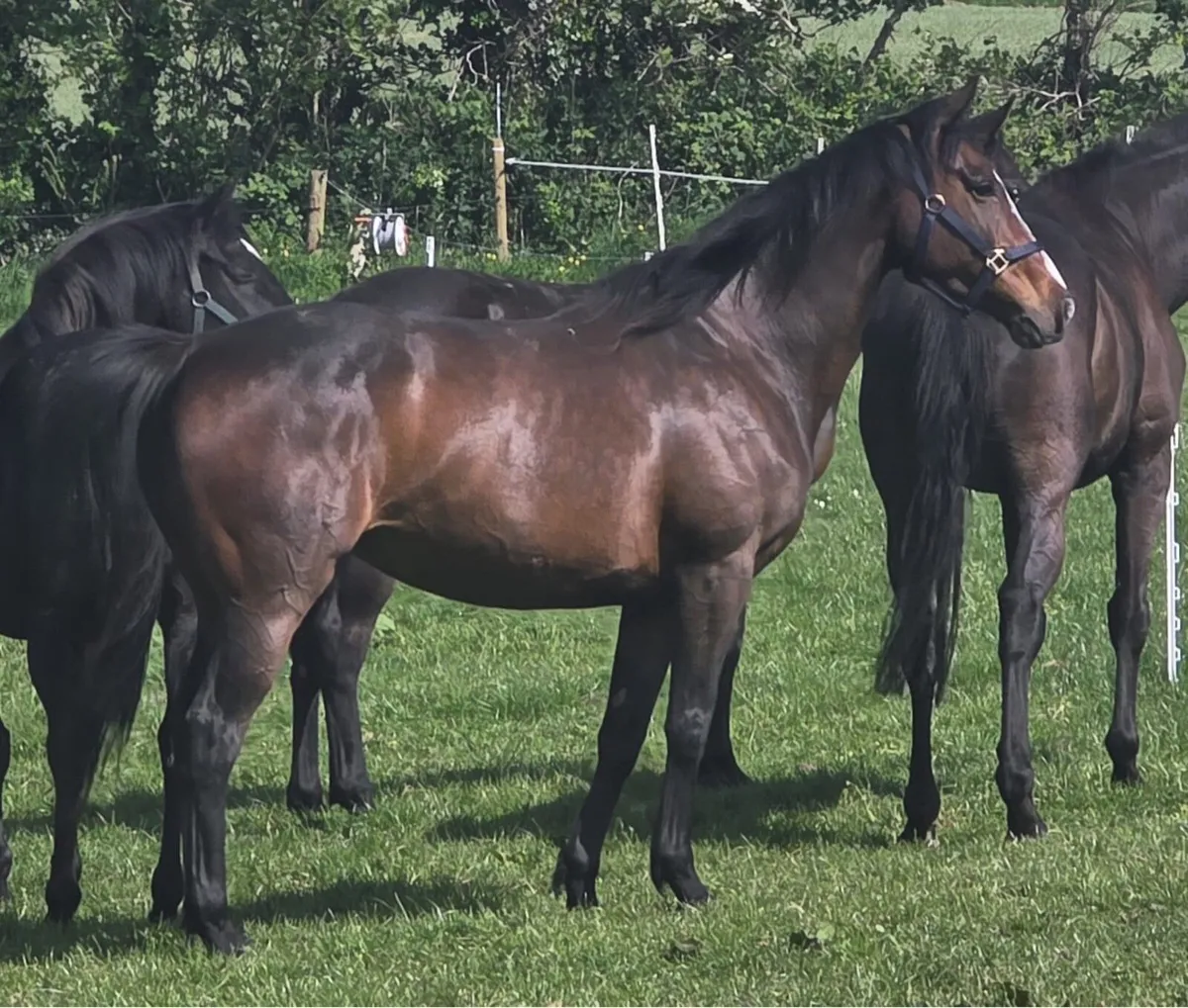 Throughbred mare - Image 2