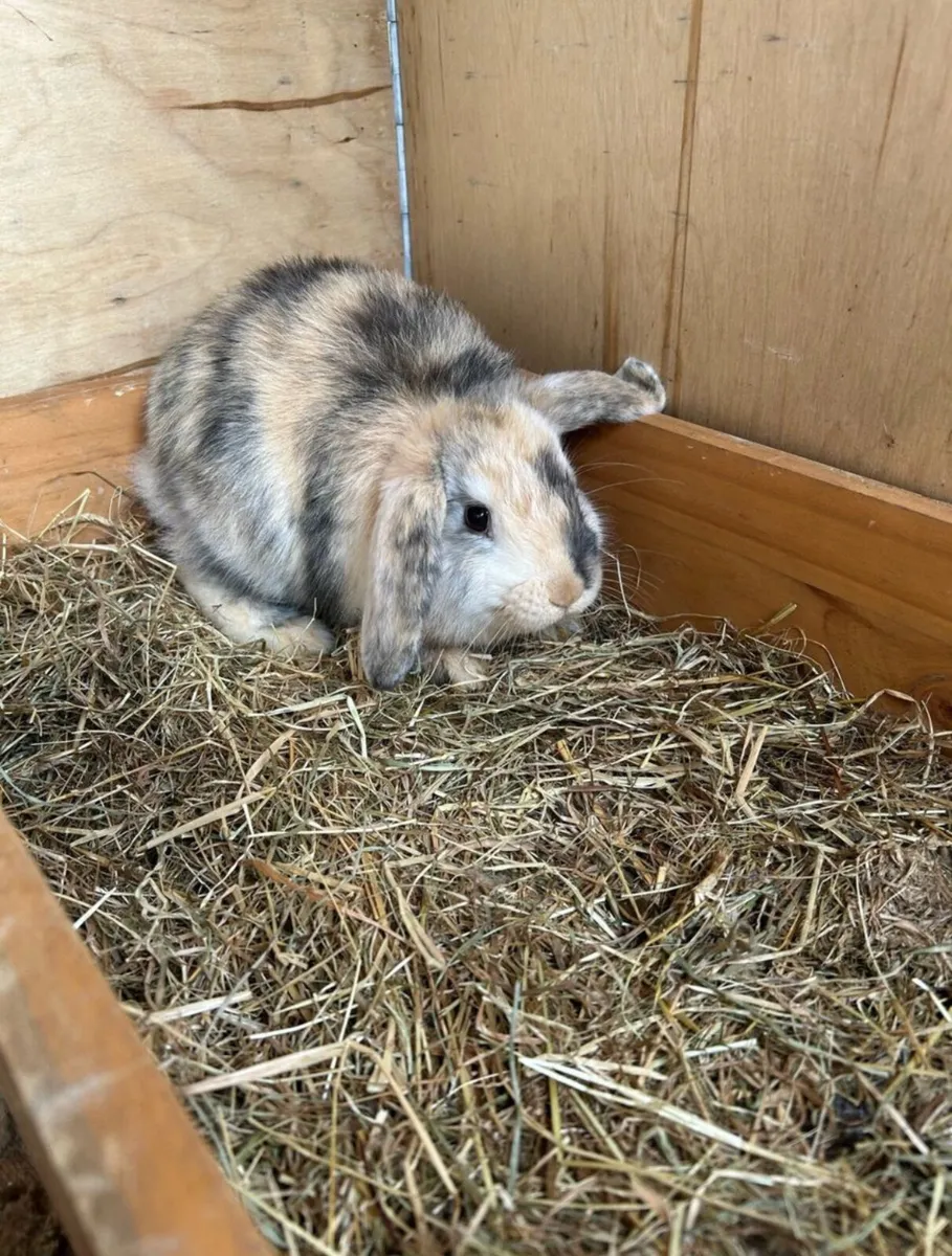 3 month old pet rabbits - Image 3