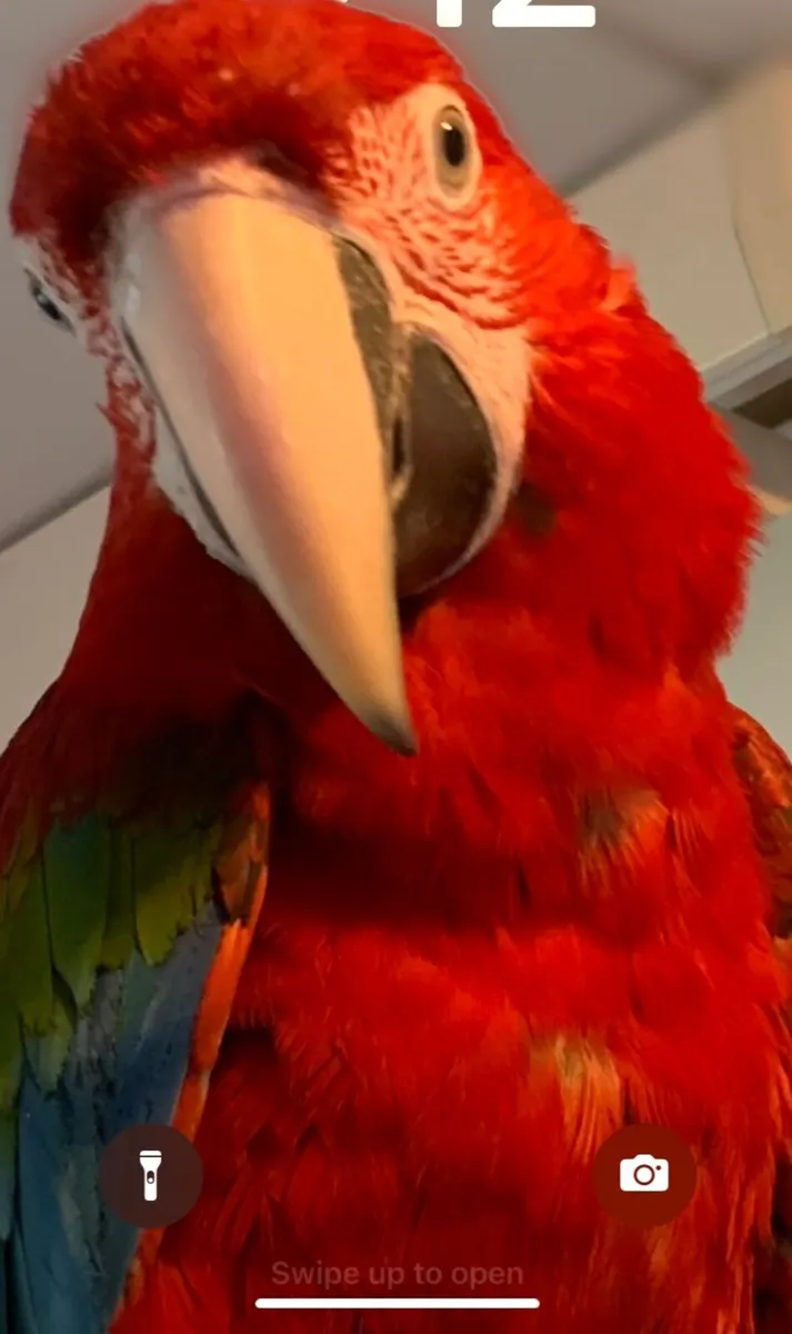 Greenwing Macaw - Image 1
