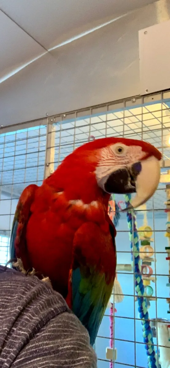 Greenwing Macaw - Image 2